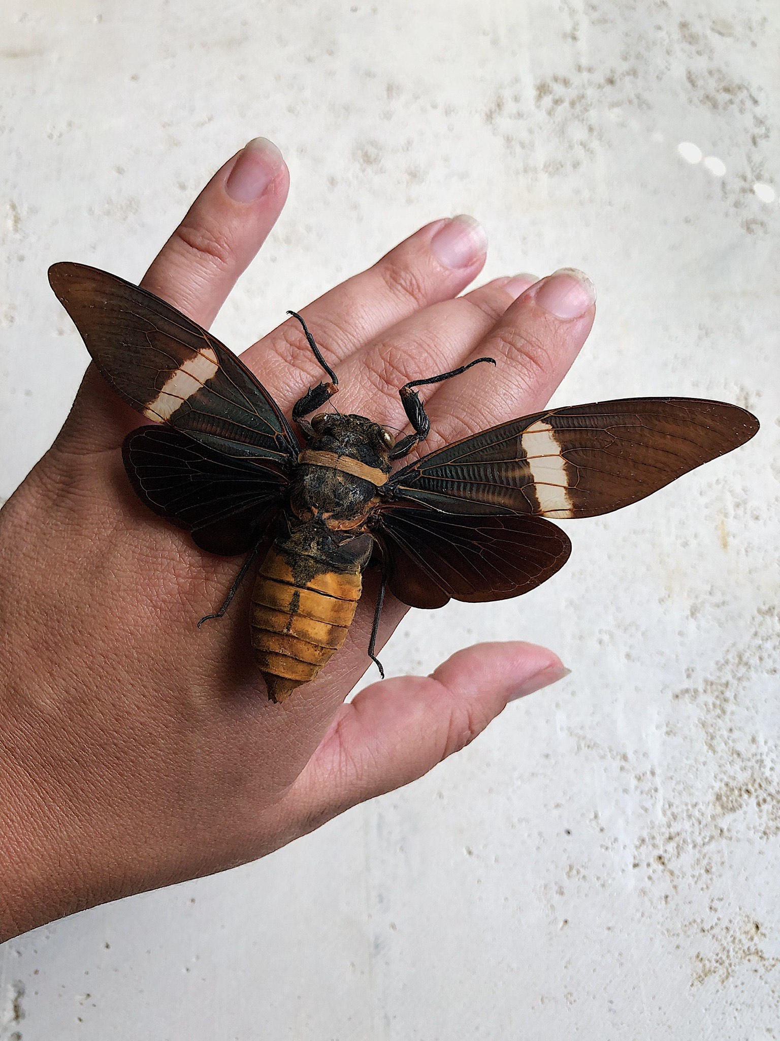 Black Moth project image