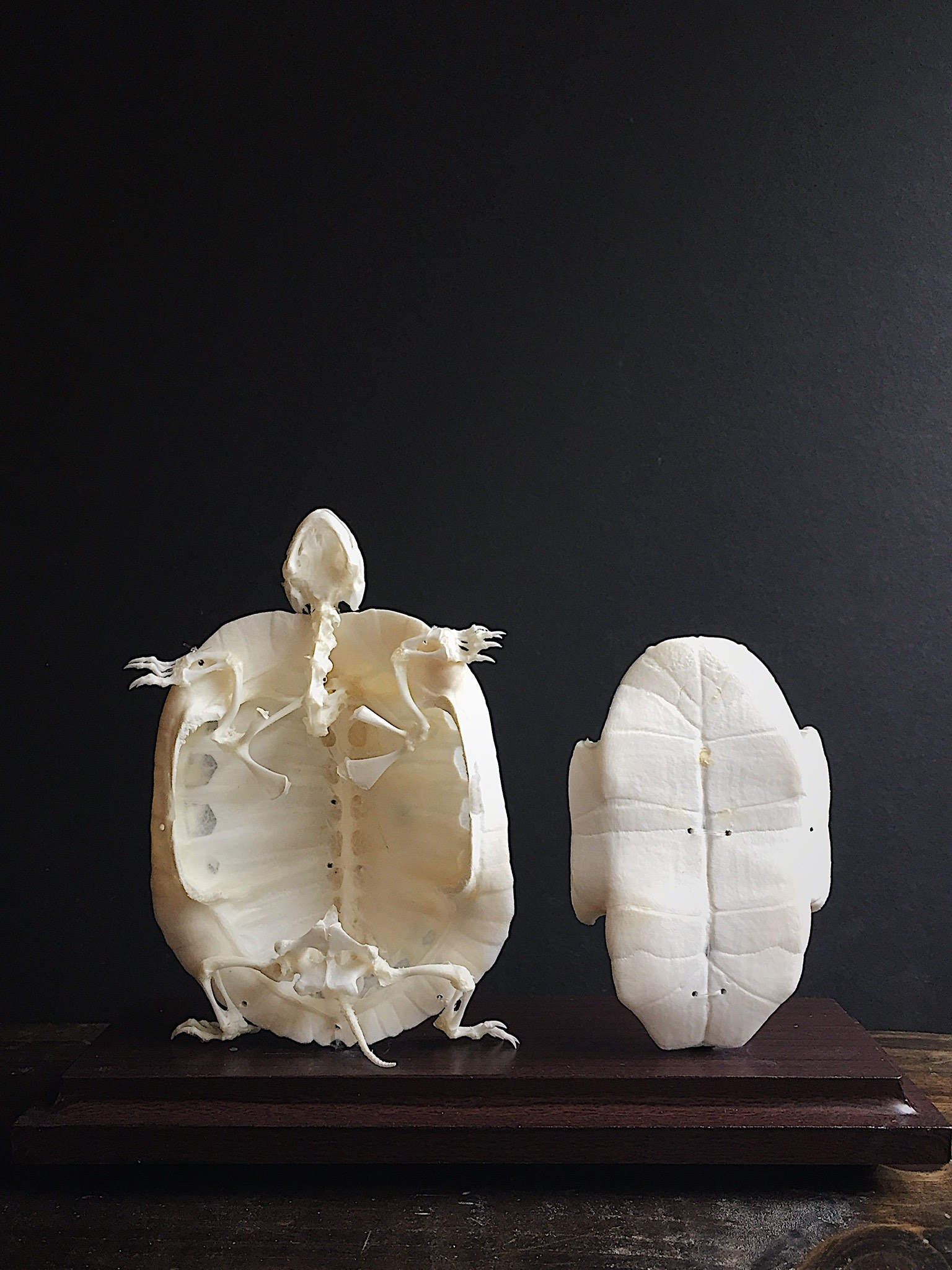 Black Moth  Maker Picture